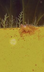 An orange-colored spiky nudibranch on a shallow profiler platform. Credit: A. Chang, University of Washington; V26.