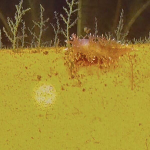 Spikey Nudibranch Spikey Nudibranch
