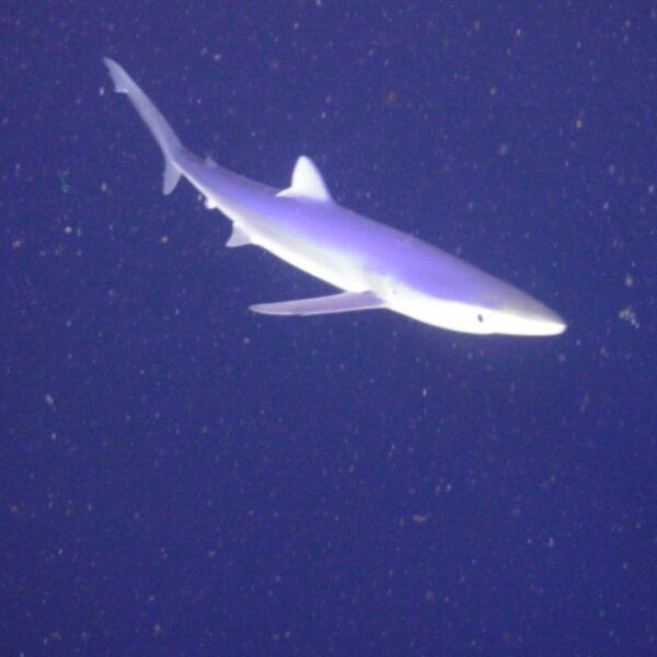 Blue Shark at Oregon Offshore