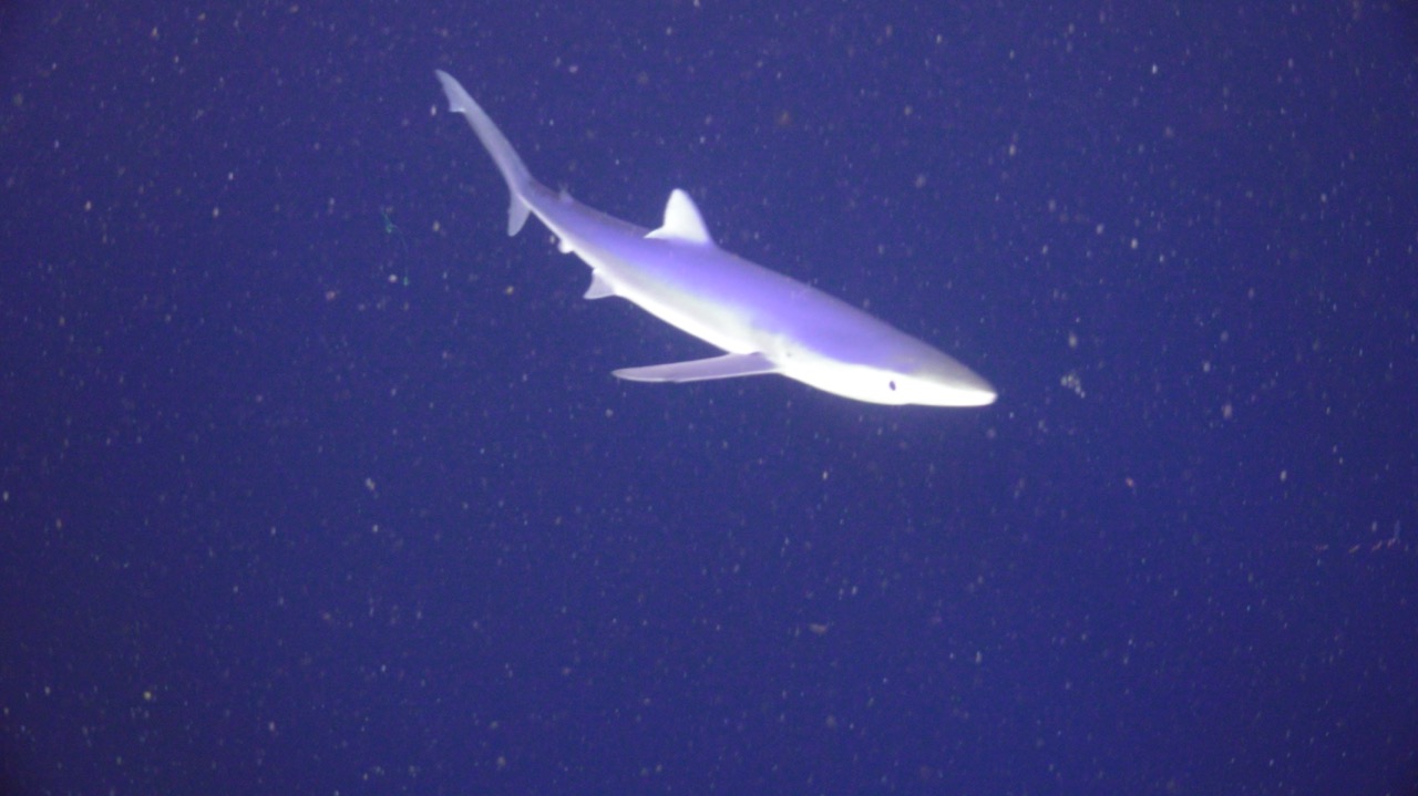 Blue Shark at Oregon Offshore