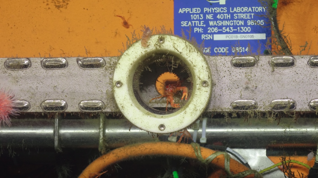 Squat Lobster , Nudibranch and Urchin