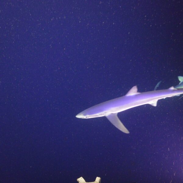 Two Blue Sharks