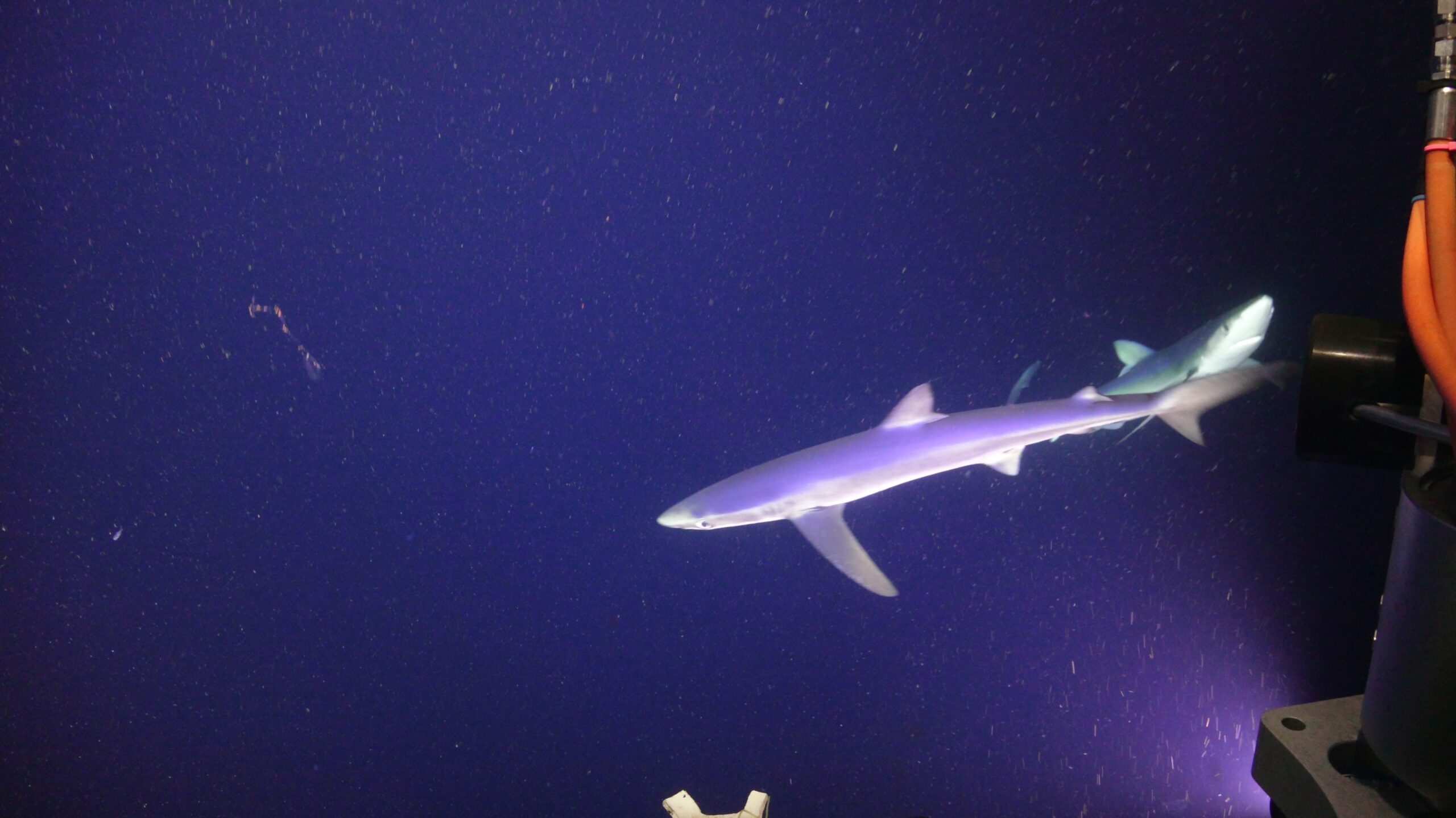 Two Blue Sharks