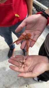 A 5 legged crinoid and small orange squat lobster. Credit. J. Campbell, University of Washington, V26.