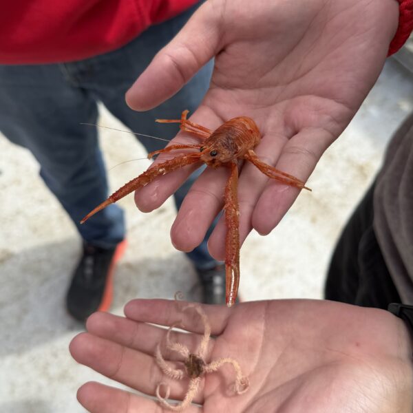 Crinoid and Squat Lobster