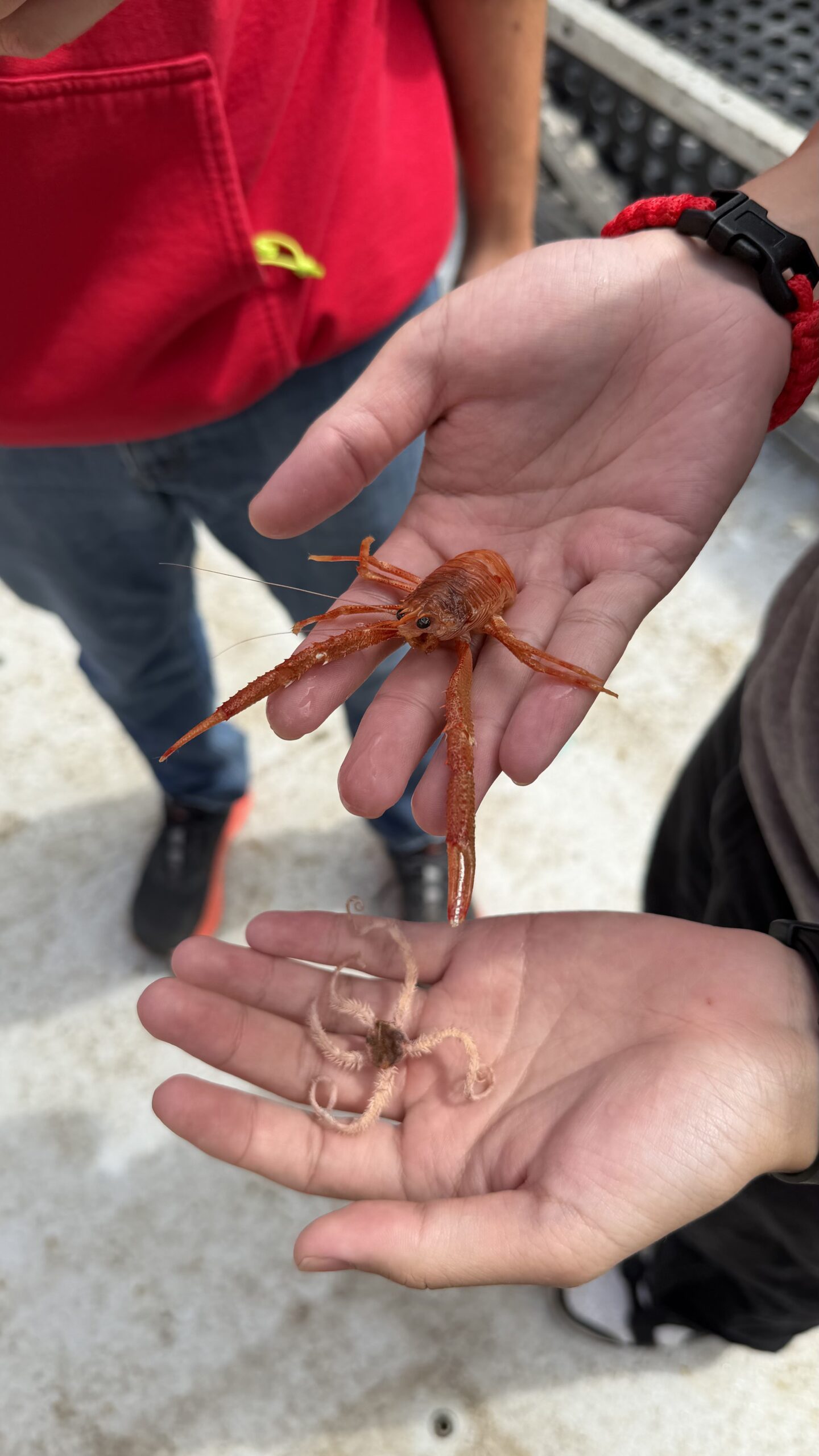 Crinoid and Squat Lobster