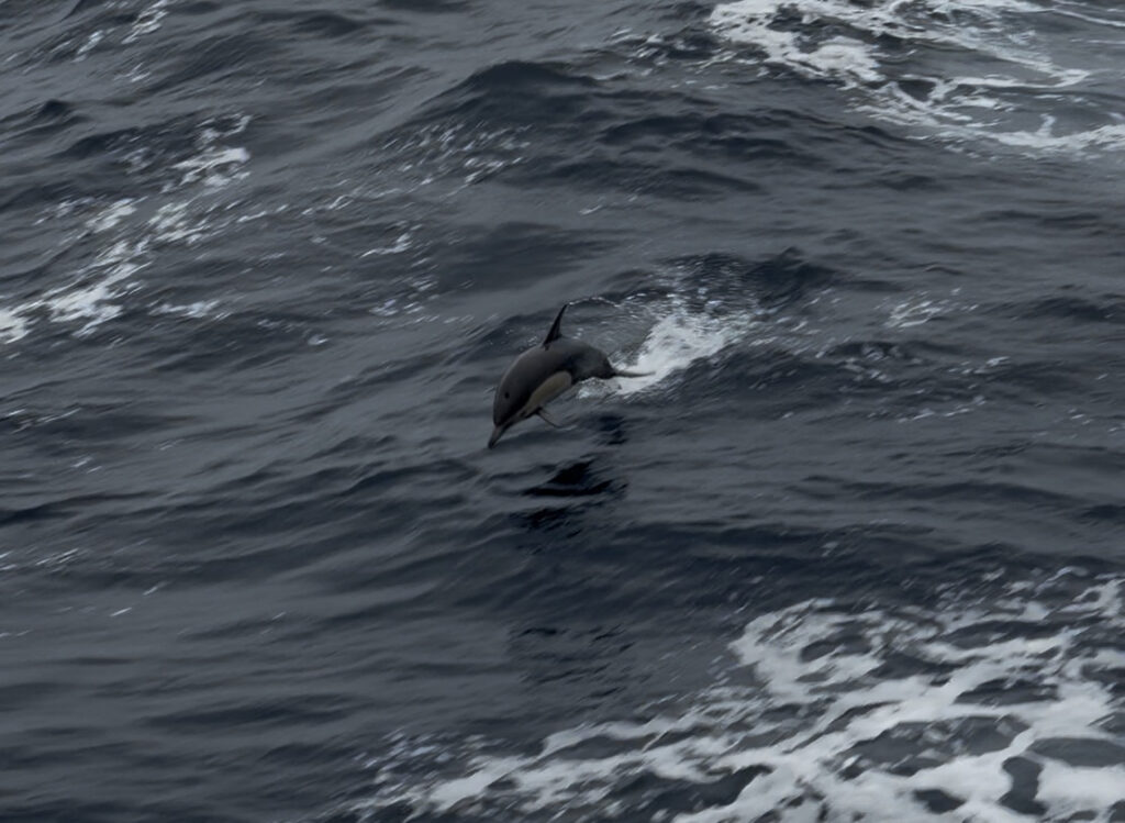 Dolphin just behind the bridge, surfing in the wake. Credit: J. Campbell, University of Washington, V26.
