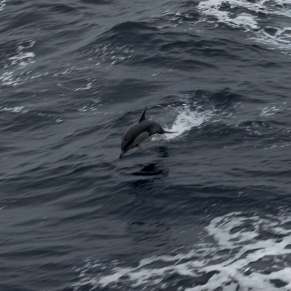 Dolphine Jumping