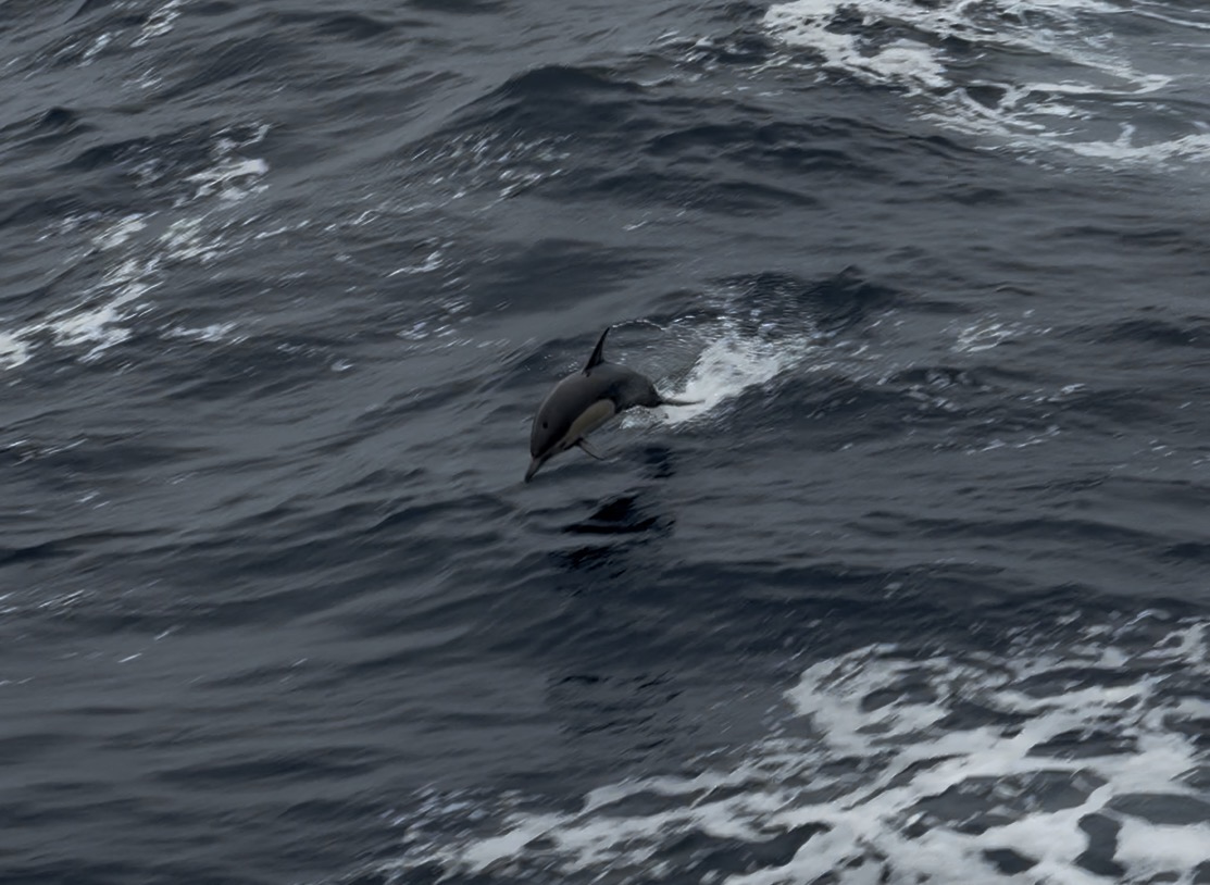 Dolphine Jumping