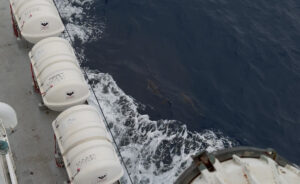Two dolphins swimming just of the starboard side of the bow of the R/V Revelle. Credit: J. Campbell, University of Washington, V26