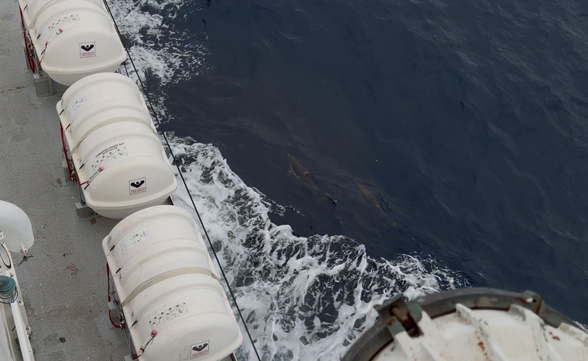 Two Doplhins Alongside