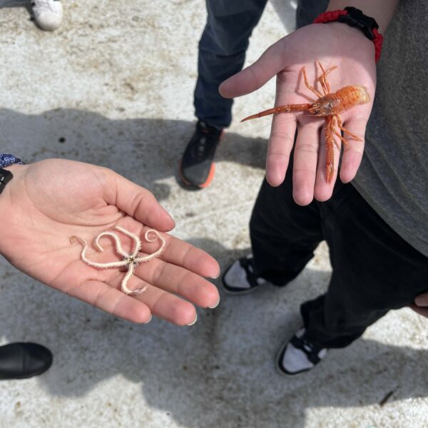 Squat and Crinoid