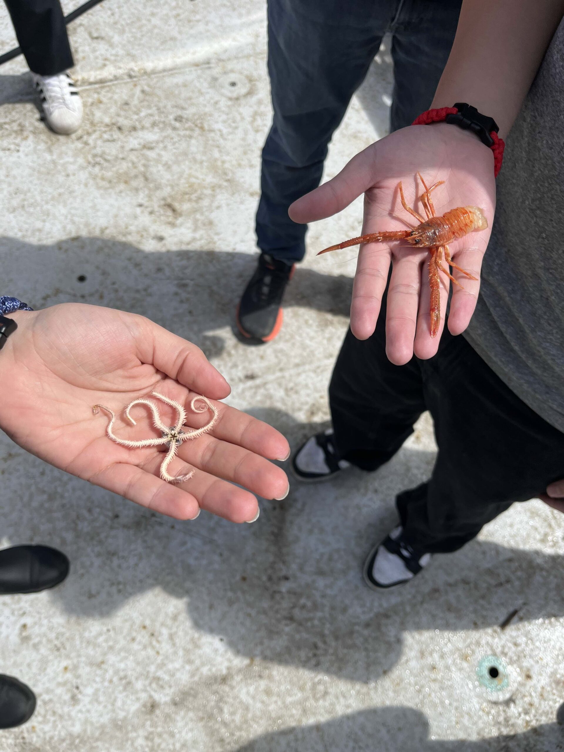 Squat and Crinoid