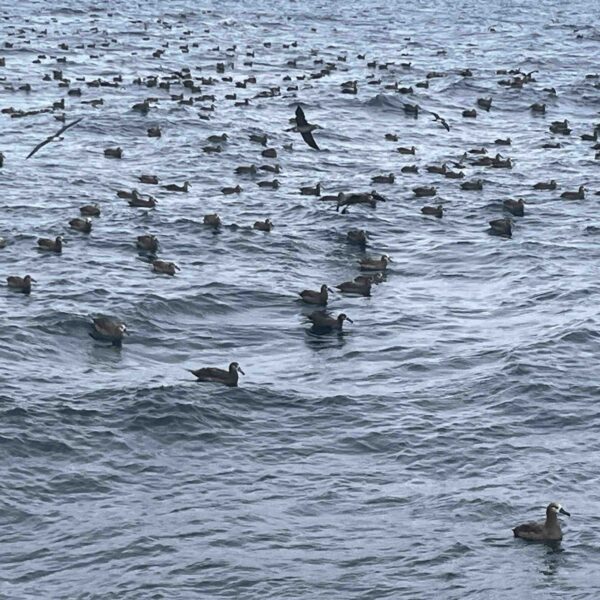 Hordes of Albatross