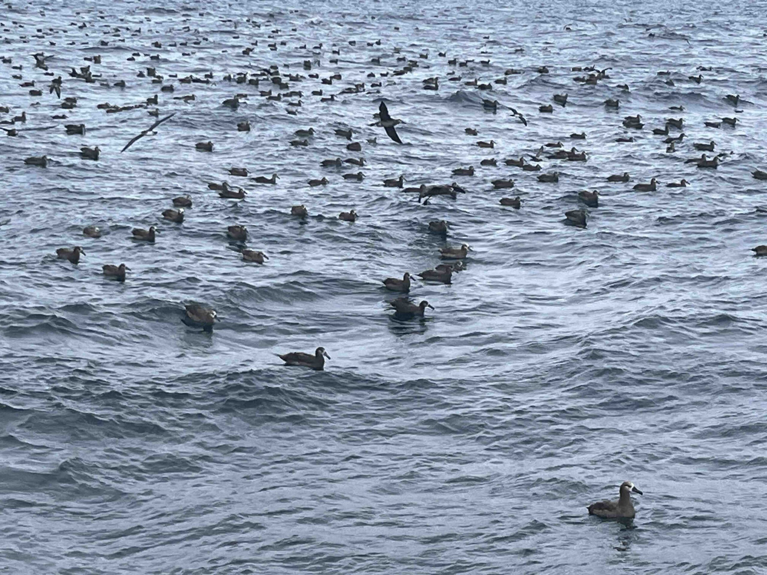 Hordes of Albatross