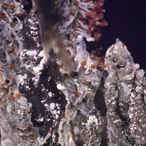 Vent and worms at Int