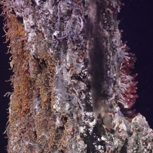 Skinny chimney covered in worms at Int