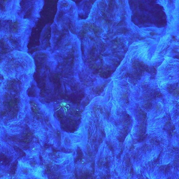 Crab in his fuzzy fortress
