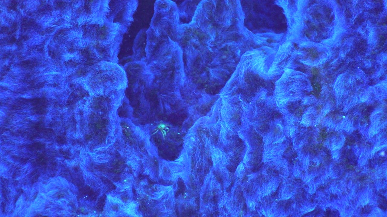 Crab in his fuzzy fortress