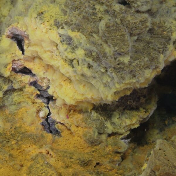 Yellow bacteria at Int