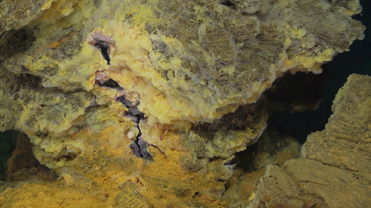 Yellow bacteria at Int