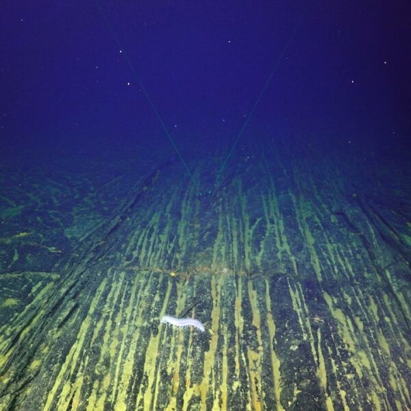 Sea cucumber on the basalt highway