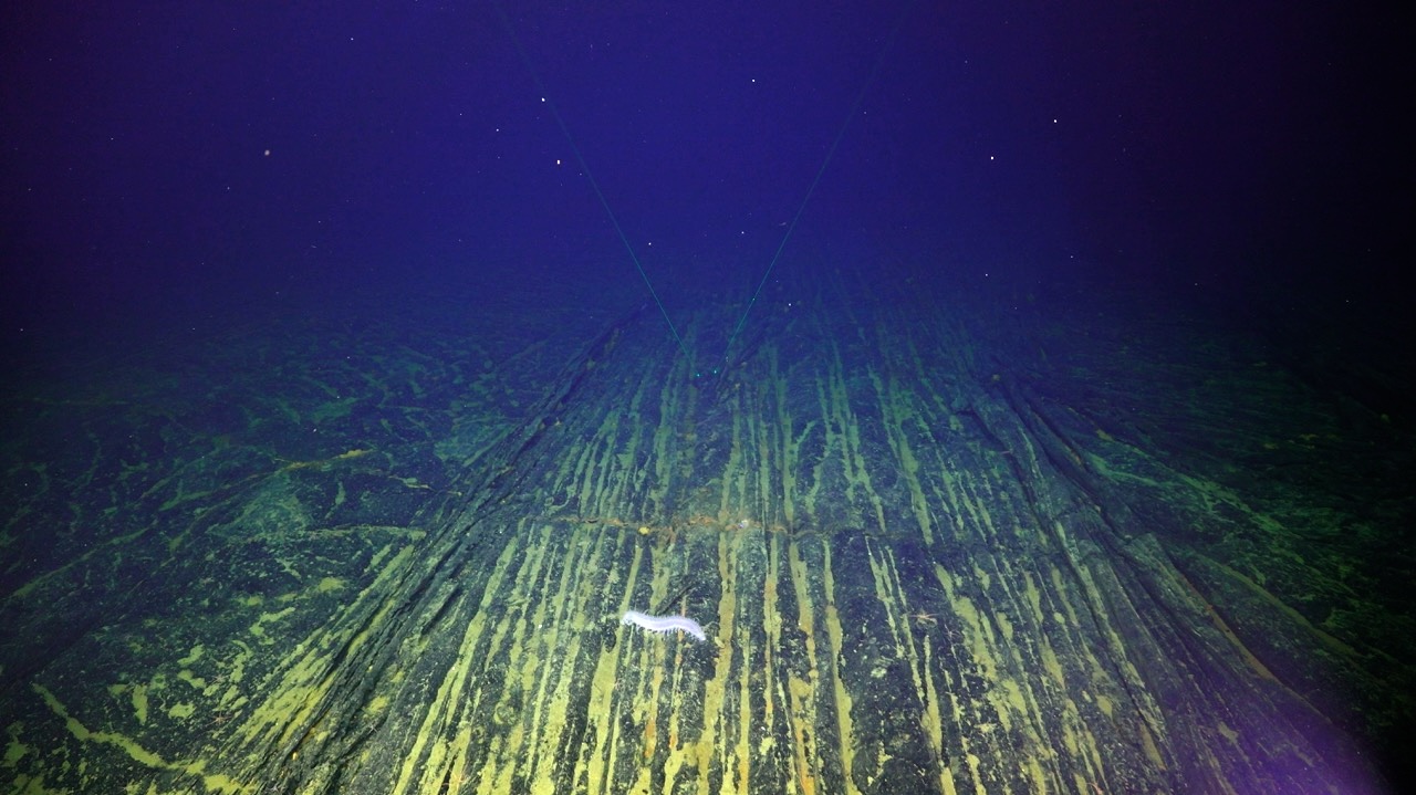 Sea cucumber on the basalt highway