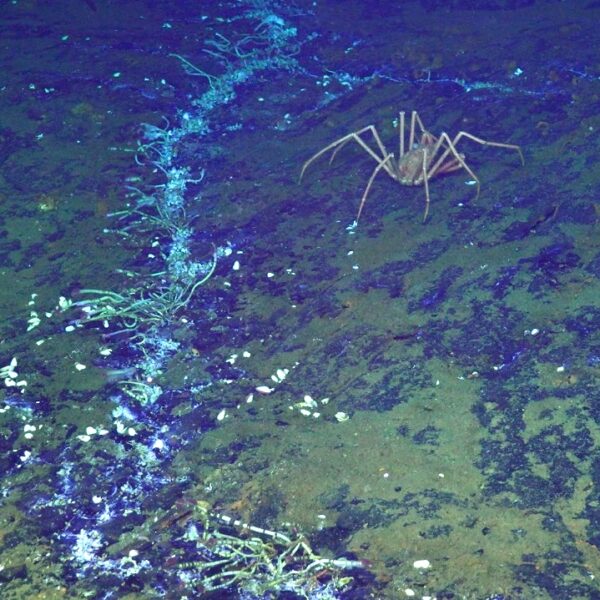 Crab, clams, and worms at Int