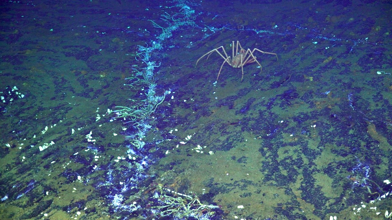 Crab, clams, and worms at Int
