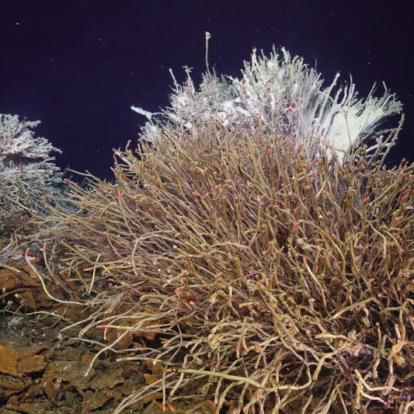 Tube worm bushes at Int