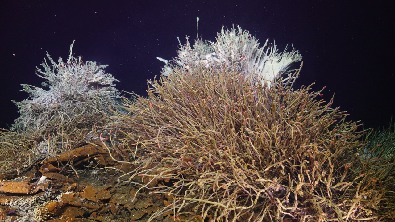 Tube worm bushes at Int