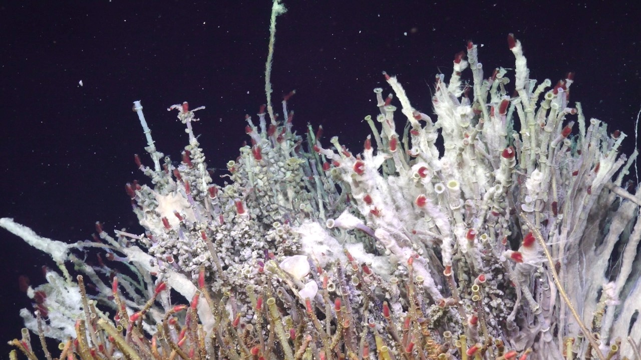 Top of a tube worm bush at Int