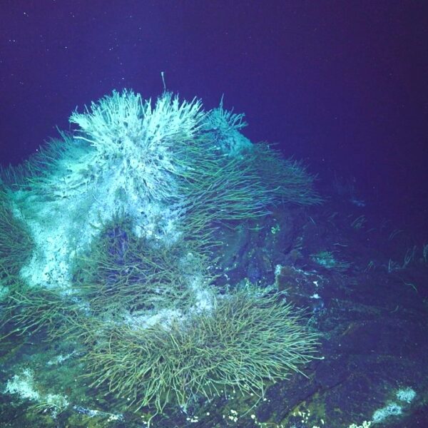 Tube worm hill at Int