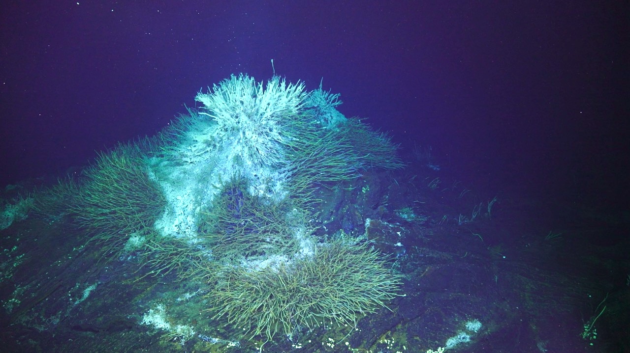 Tube worm hill at Int