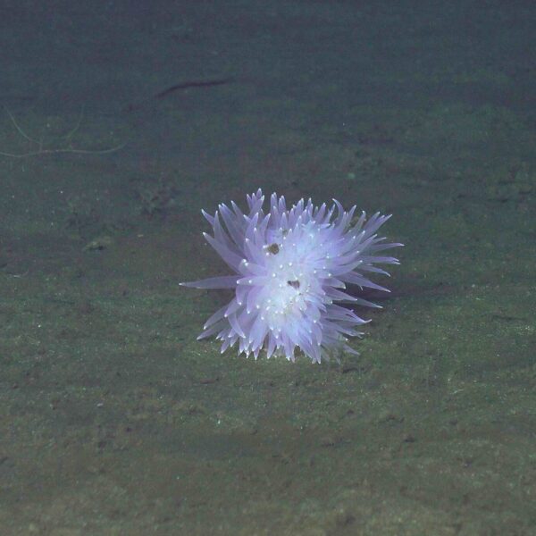Purple anemone at Axial Base