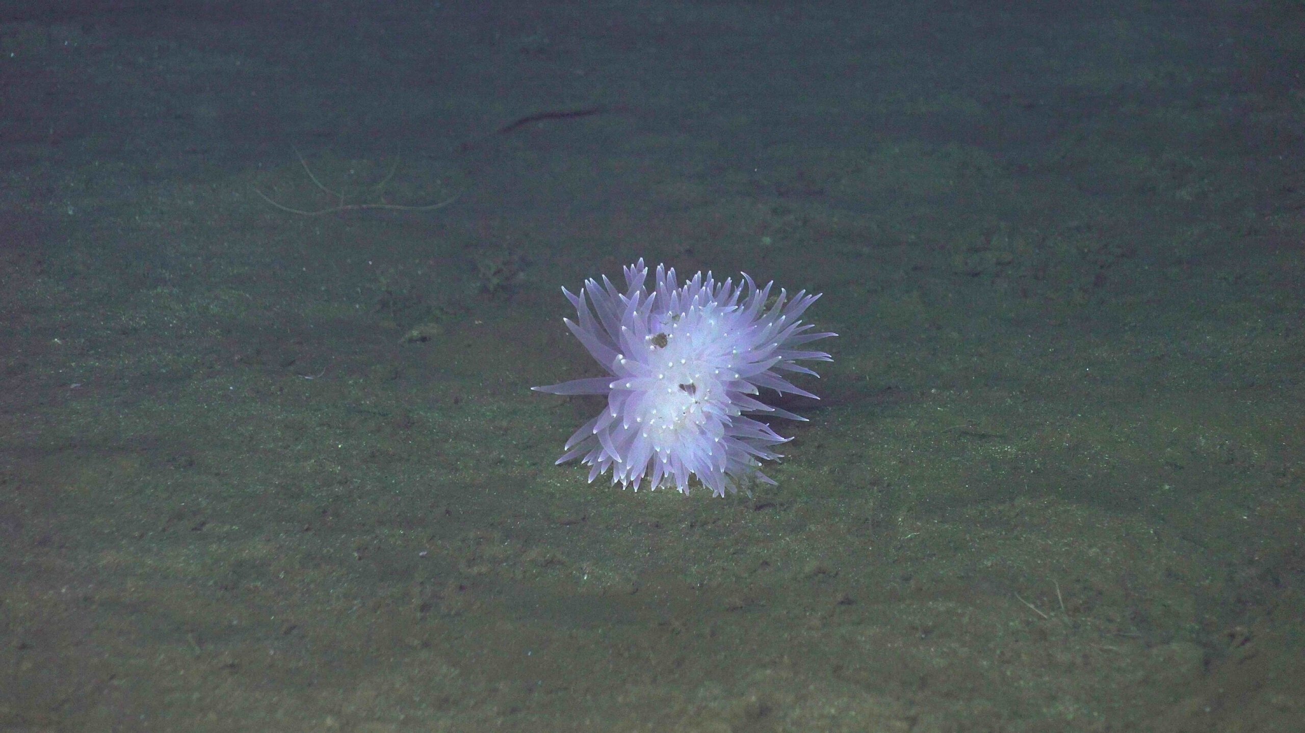 Purple anemone at Axial Base