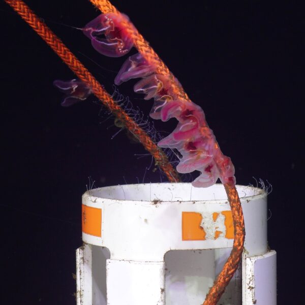 Benthic ctenophores on the Axial Base HPIES instrument
