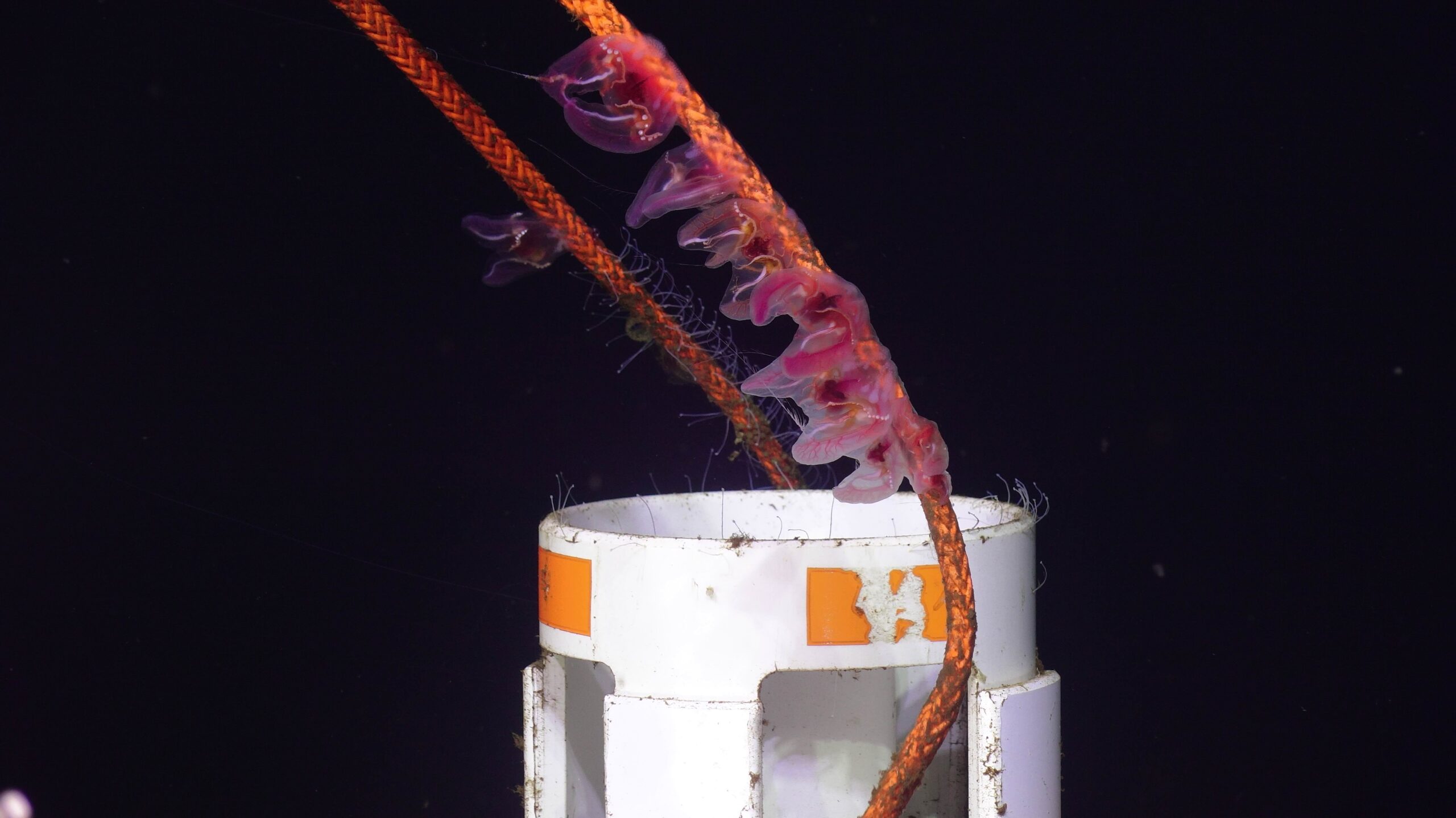 Benthic ctenophores on the Axial Base HPIES instrument