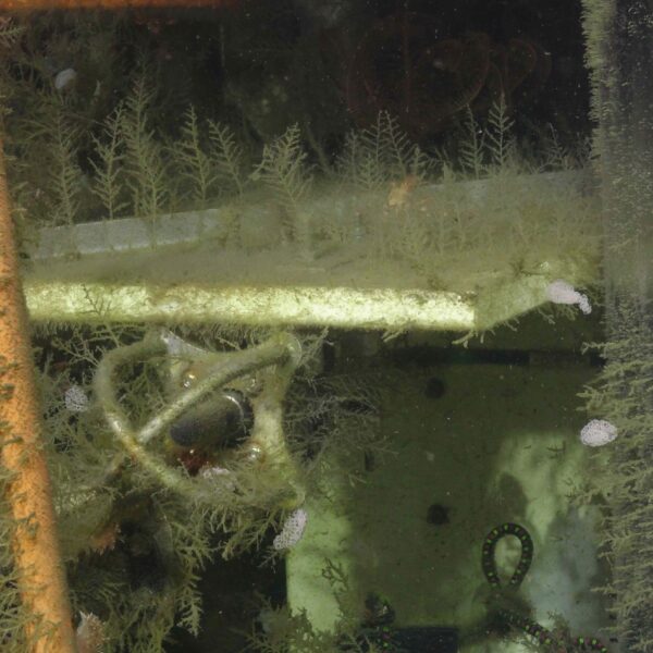 Nudibranch eggs on the Axial Base profiler