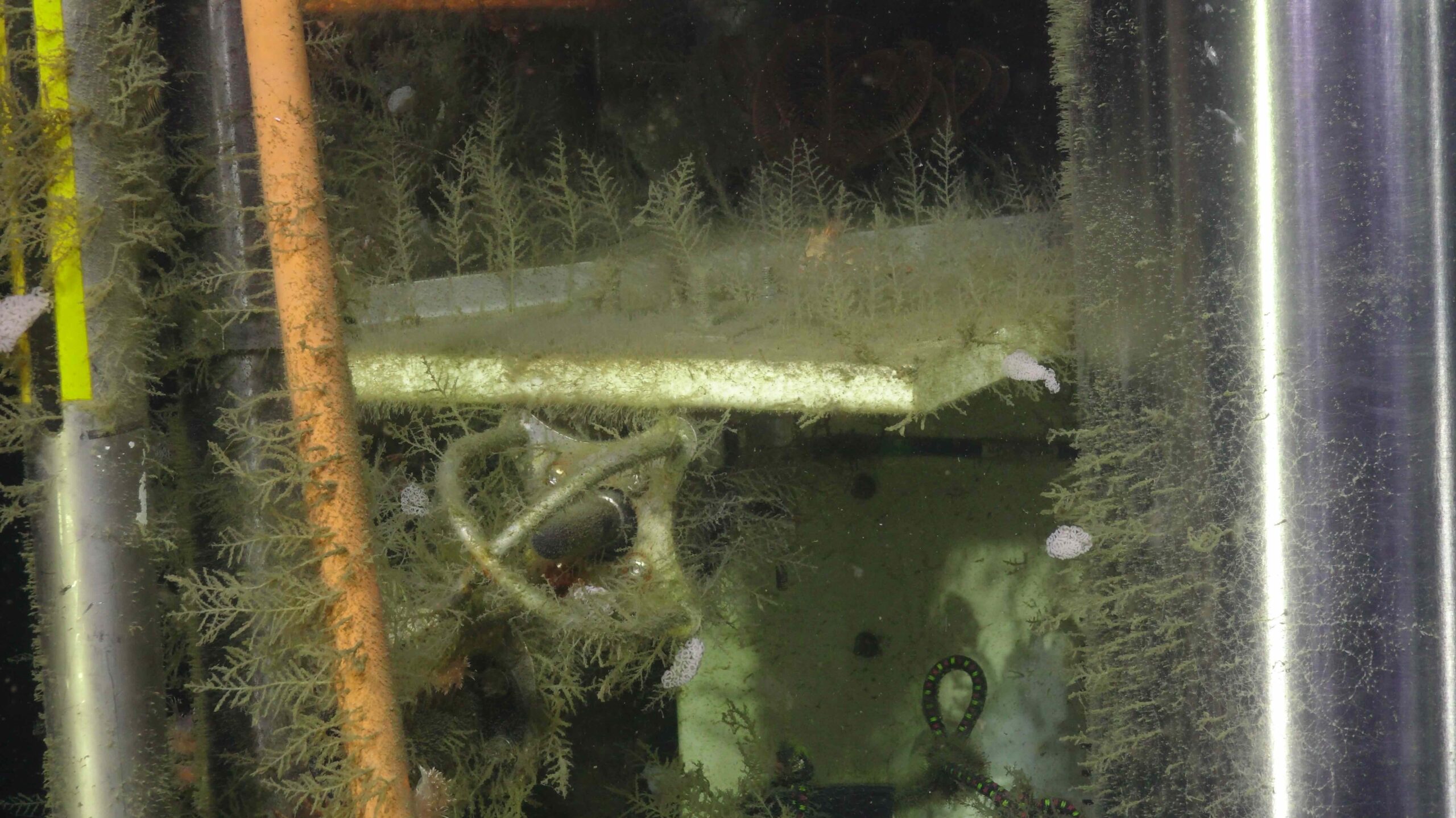 Nudibranch eggs on the Axial Base profiler