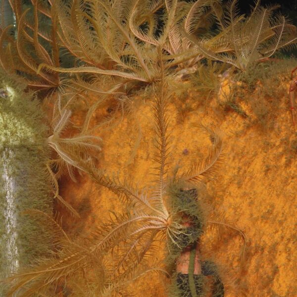 Squat lobster and crinoids on the Axial Base profiler