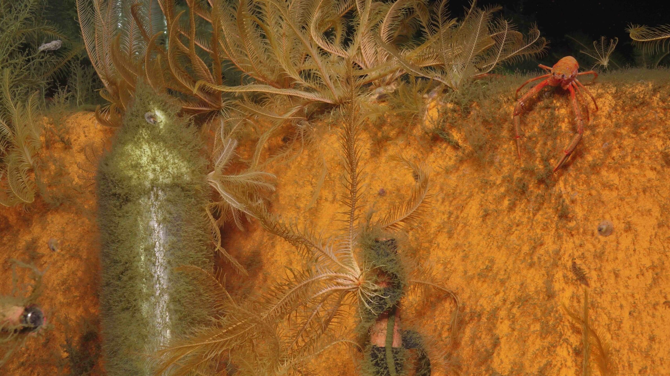 Squat lobster and crinoids on the Axial Base profiler