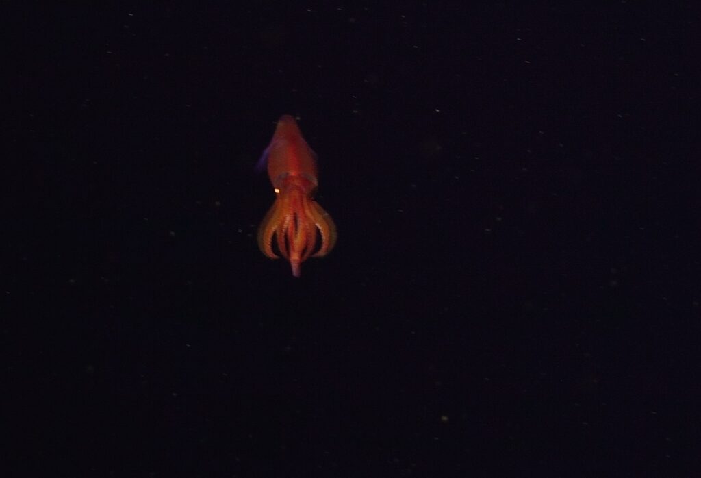 Red squid facing the camera