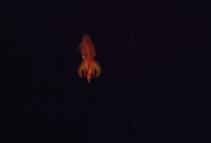 Red squid facing the camera