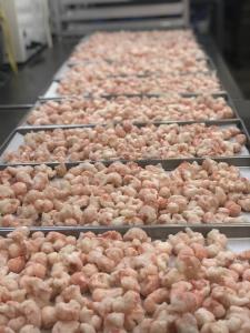 Freeze Dried Langoustines - Tails - (small lobster-like)