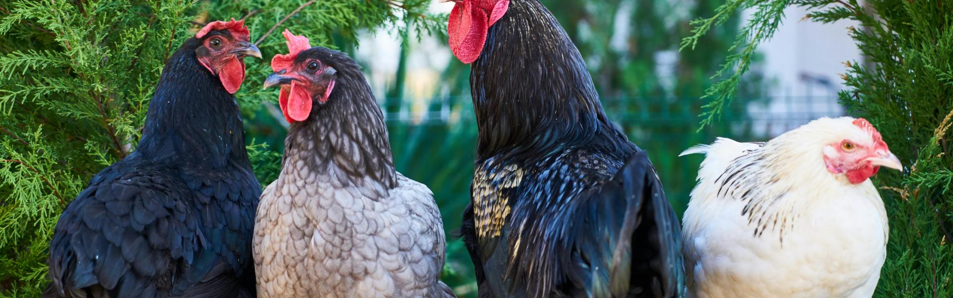 Domesticated Animals