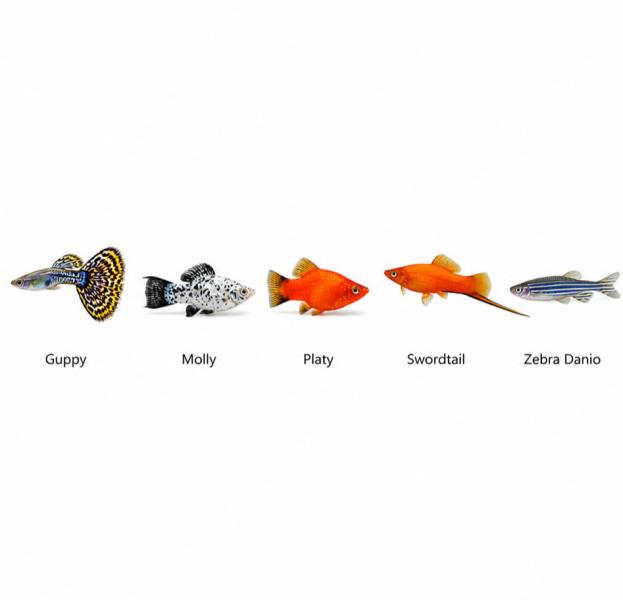Aquatic Pets
