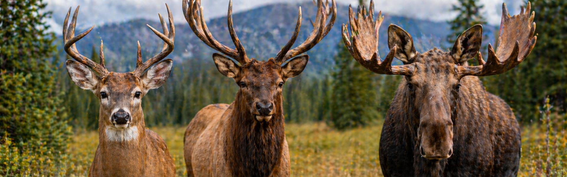 Big Game (Deer, Elk, Moose)