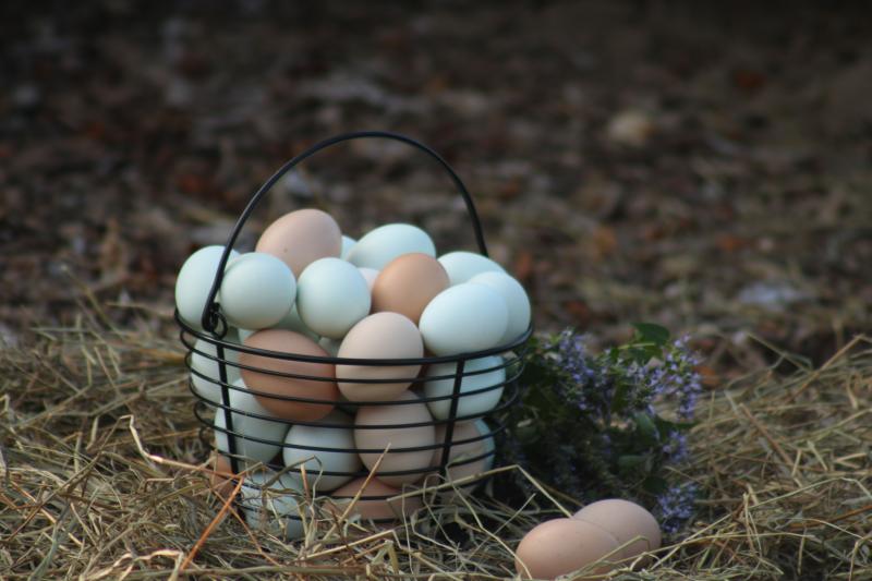 Free-Range & Organic Eggs