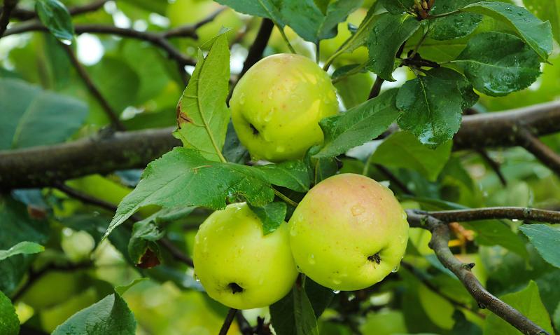 Apples